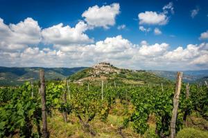 Istrian Wine Stories That Bring Families Together